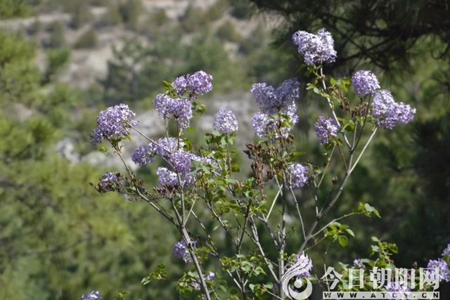 双塔寺山上的丁香花