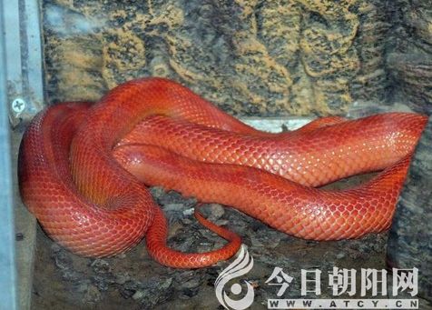 【民间传说】红蛇喝水(王玉华)
