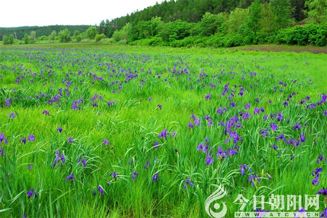 【今日朝阳网】幽幽的马兰花(曲廷清)