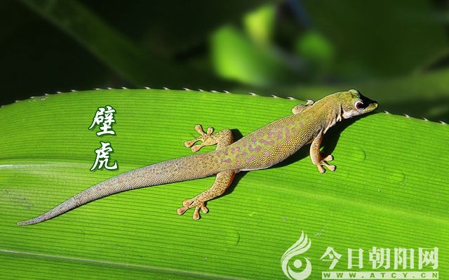 【今日朝阳网】壁虎(陈桂利)