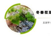 【种植】冬春茬菜豆的管理要点｜公益课（王淑华）