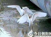 【今日朝阳网】奇葩嗅觉：歧气〔qì qi〕（吴歌）